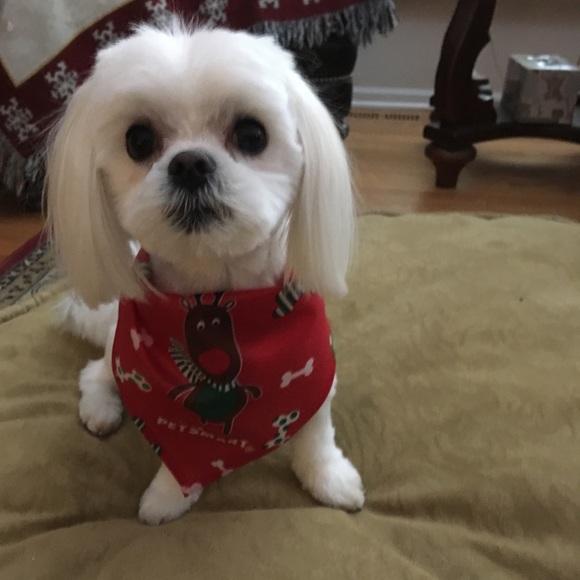 Meet your Posher, Holly - Picture 4 of 8